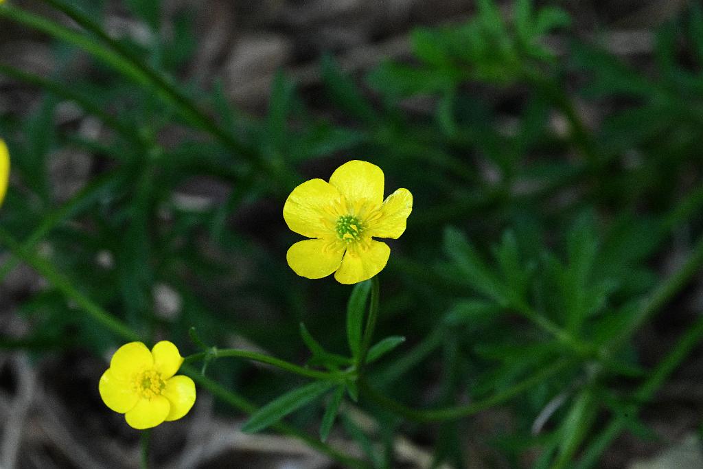 3035-05268628 Tower Hill Botanic Garden, MA.JPG - Buttercup. New England Botanic Garden at Tower Hill, MA, 5-26-2025